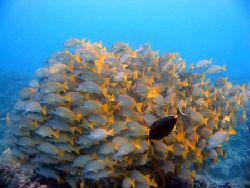 A flock of blue stipe snappers, and single surgeon fish. ... by Lisa Lappe 